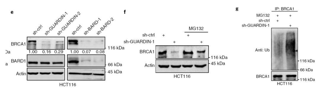 吴缅:lncRNA 神人 2 个月连发 PNAS 和 Nature 子刊
