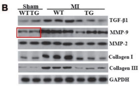 饶毅向国自然基金委实名举报李红良、裴钢和耿美玉学术造假