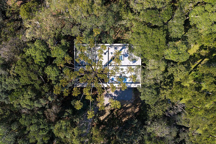 卢西亚诺·勒纳·巴索 (luciano lerner basso) 设计的这座“福图纳塔之家”中，有一棵树生长在巴西