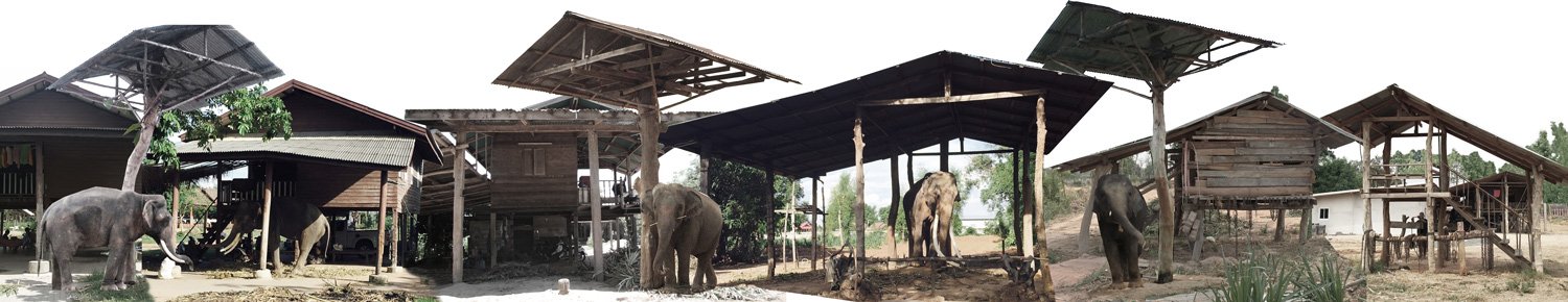 威尼斯双年展泰国馆研究大象和人类的共享建筑