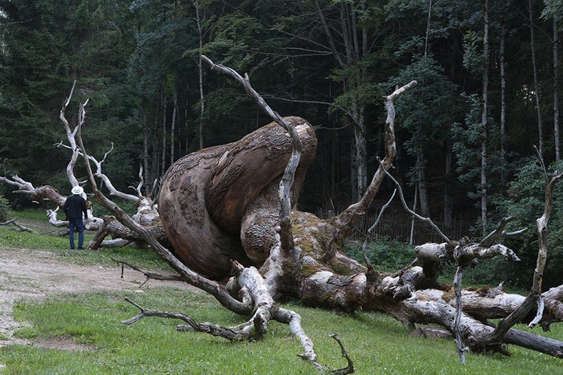 rooted in nature, henrique oliveira reflects on intervening in the fabric of reality