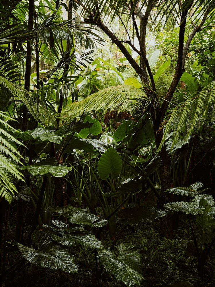 迷失的林登伯格宾客集体将高架树屋景观融入茂密的巴厘岛丛林