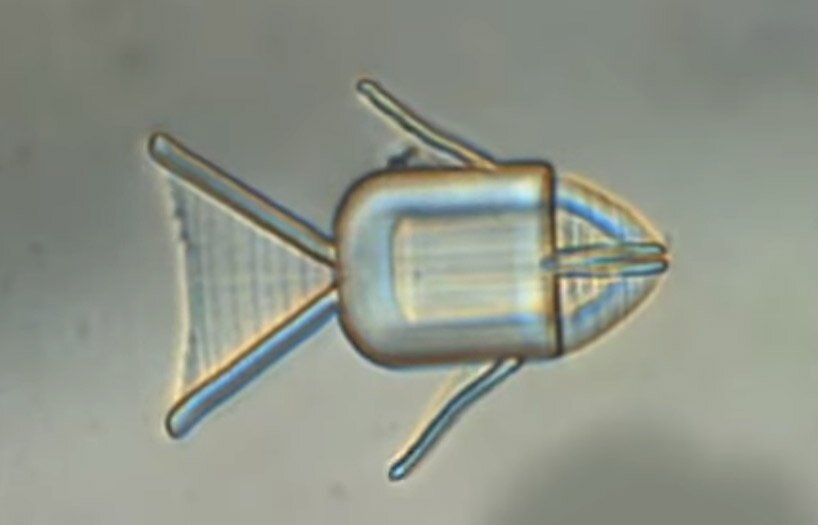 shape-changing microrobots deliver chemo drugs directly to cancer cells
