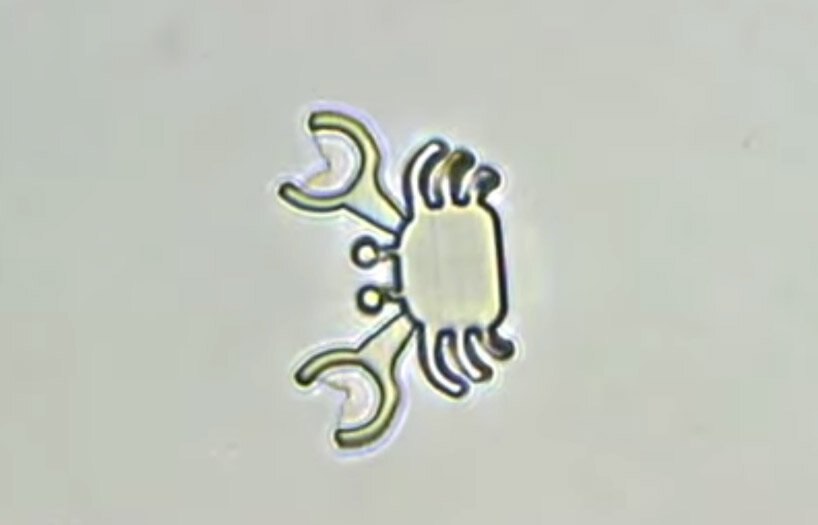 shape-changing microrobots deliver chemo drugs directly to cancer cells