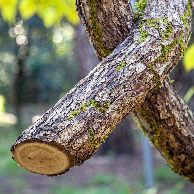植物先生扭曲奇幻的树干雕塑,探索自然的力量 植物先生扭曲奇幻的树干雕塑,探索自然的力量