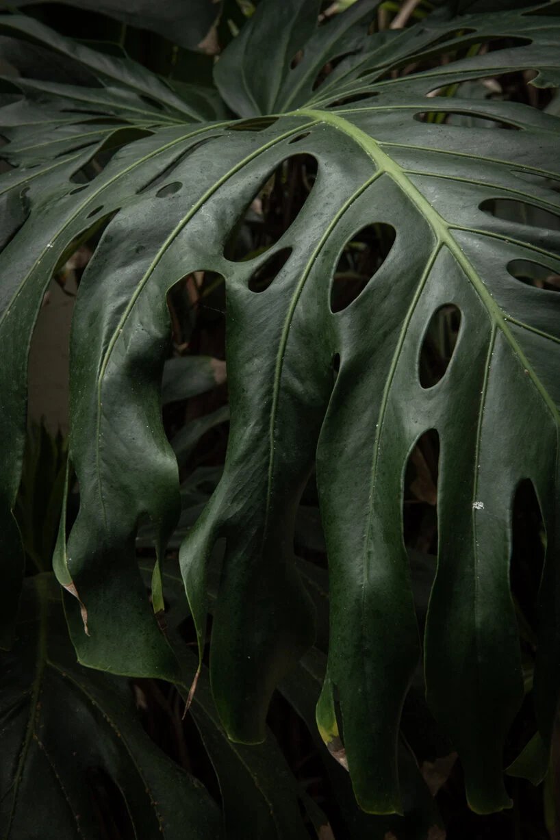  摩根·奥多诺万 (morgan o'donovan) 拍摄的热带丛林取代了英国一栋废墟办公大楼