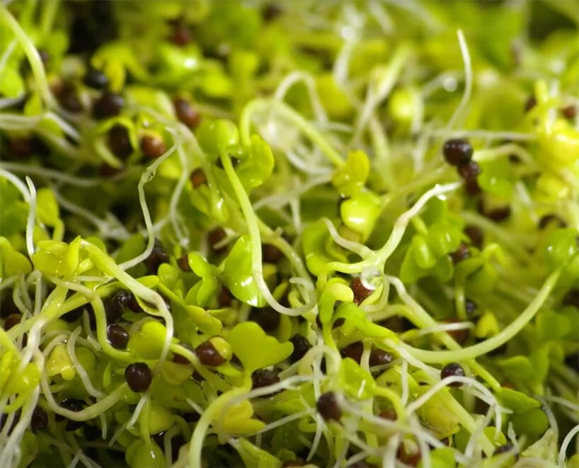 日本开设超级芽工厂，人工照明型植物工厂