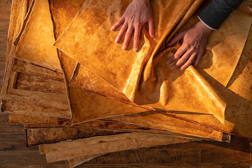 MycoWorks 联合创始人 sophia wang 畅谈菌丝体材料的未来