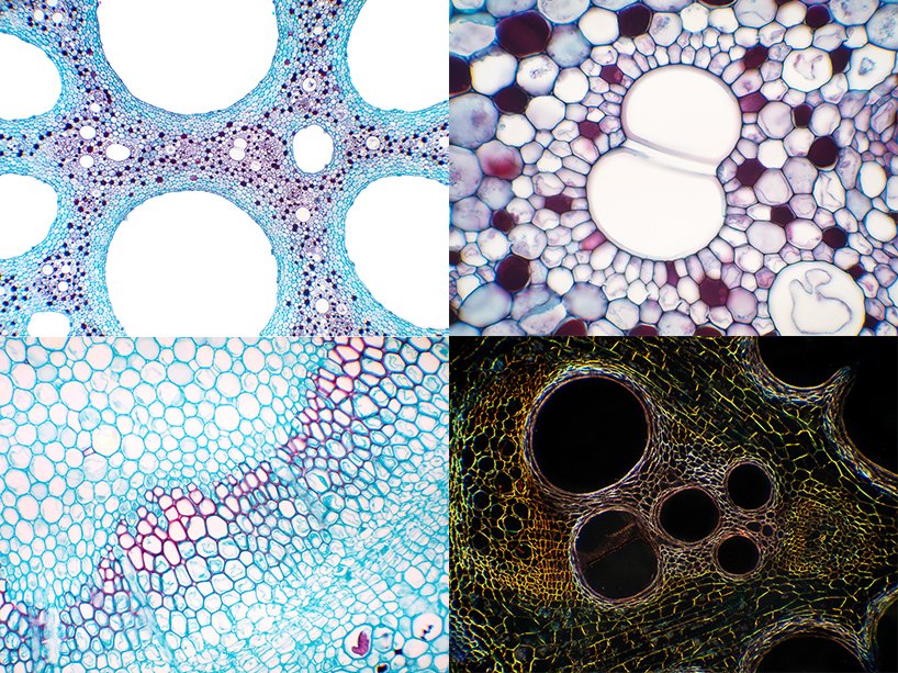 神经系统新工作室中的激光切割钢楼梯栏杆让人想起植物组织形态