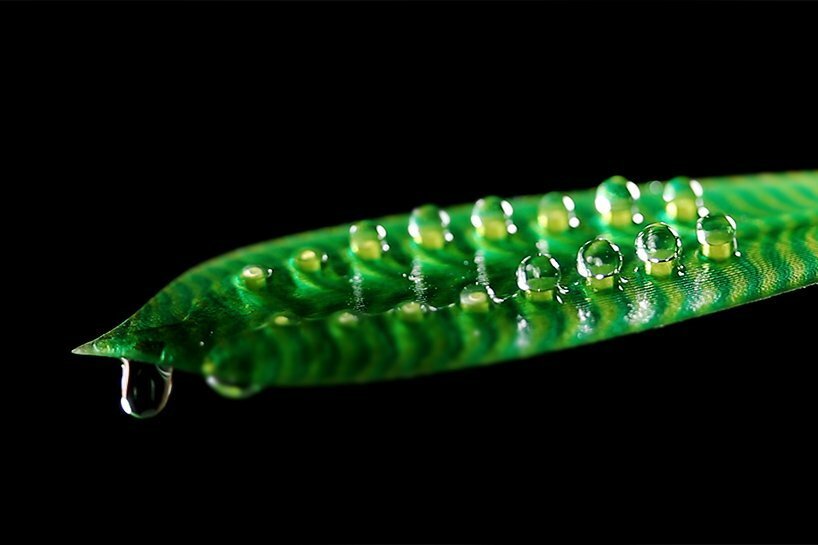 nicole hone 通过这些 3D 血管打印将技术与自然融为一体