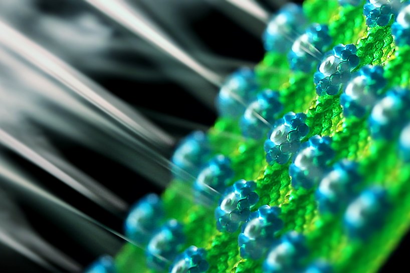 nicole hone 通过这些 3D 血管打印将技术与自然融为一体