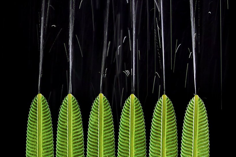 nicole hone 通过这些 3D 血管打印将技术与自然融为一体