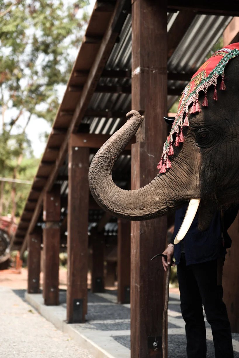 威尼斯双年展泰国馆研究大象和人类的共享建筑