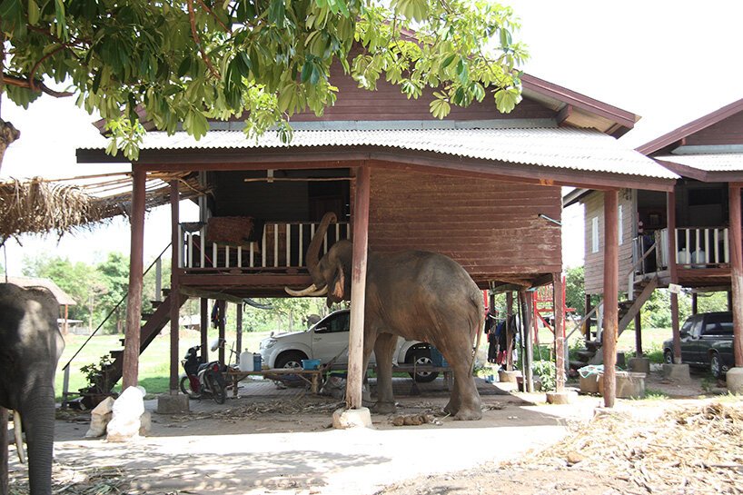 威尼斯双年展泰国馆研究大象和人类的共享建筑