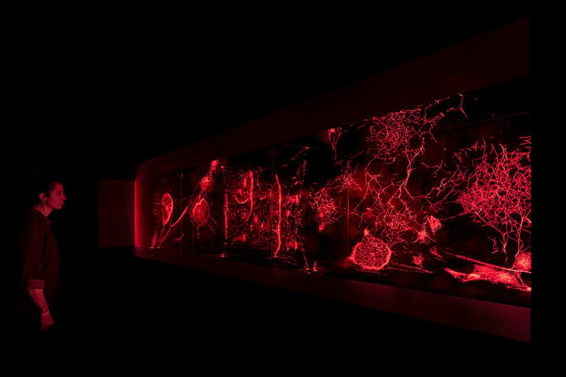 tiktokers 很喜欢 Tomás Saraceno 在纽约的大型蜘蛛网装置 tiktokers 很喜欢 Tomás Saraceno 在纽约的大型蜘蛛网装置