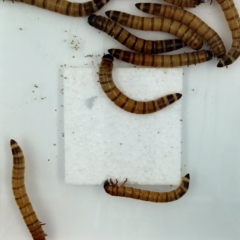 yong ju lee 设计的蠕虫摩天大楼提出了聚苯乙烯废物的解决方案