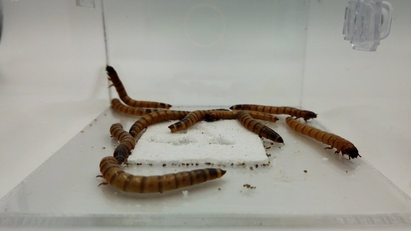 yong ju lee 设计的蠕虫摩天大楼提出了聚苯乙烯废物的解决方案