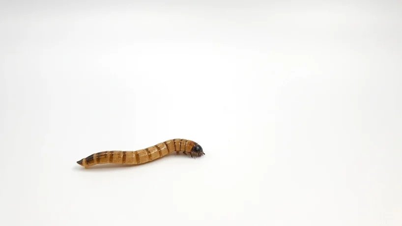 yong ju lee 设计的蠕虫摩天大楼提出了聚苯乙烯废物的解决方案