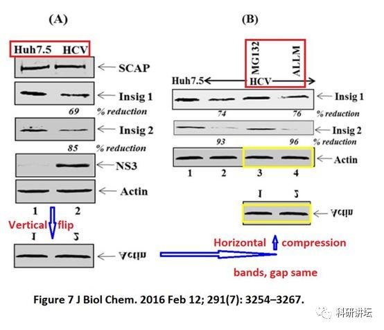 著名肝炎领域专家 Gulam Waris 连续 5 篇文章被撤稿