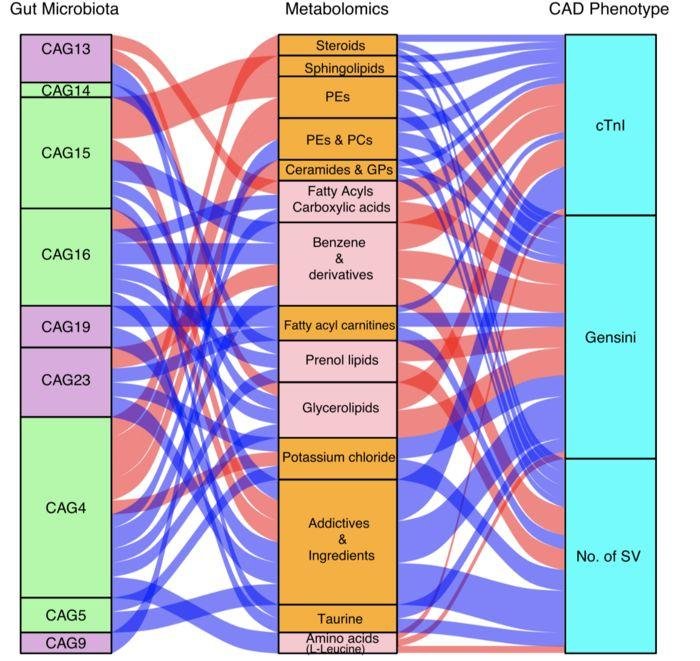 文献推荐 - 肠道微生物群和代谢变化与冠状动脉疾病严重程度的关系
