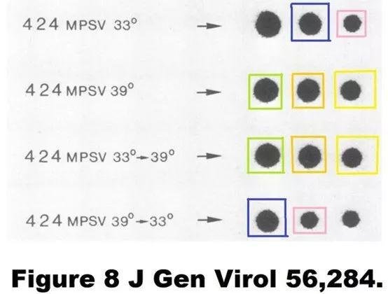 Pier Paolo Di Fiore 教授多篇论文涉嫌学术不端，包括 4 篇 nature