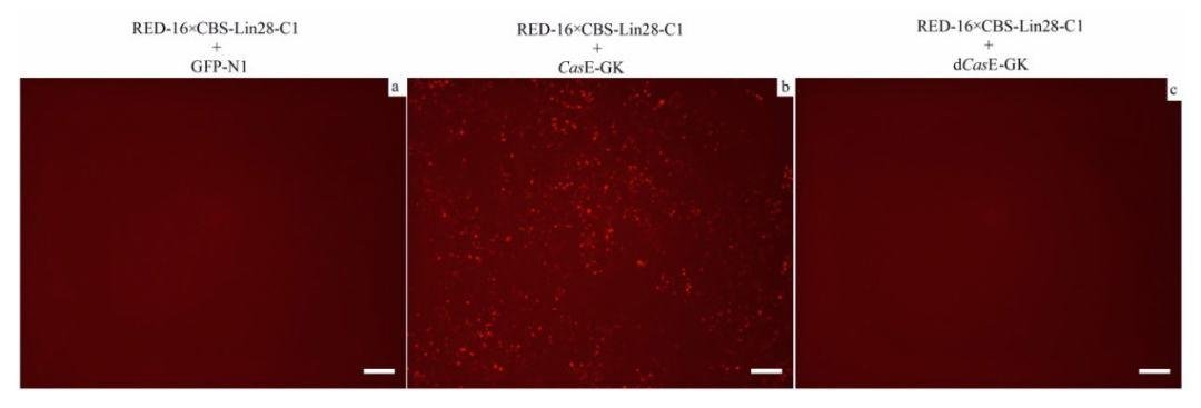 经历过人人喊打，韩春雨正式“复出”？
