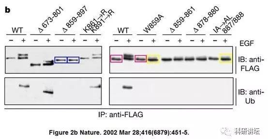 Pier Paolo Di Fiore 教授多篇论文涉嫌学术不端，包括 4 篇 nature