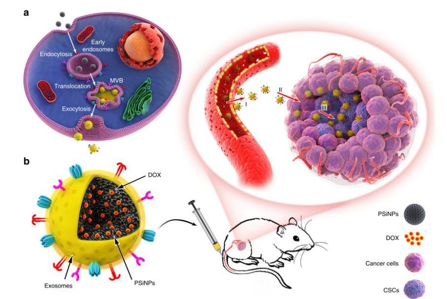 [国自然思路] 从 Nature 子刊窥视外泌体的研究方向