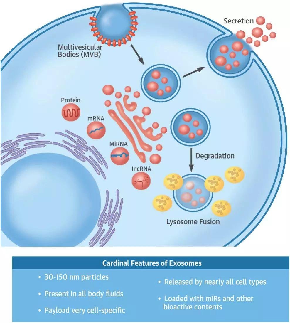 [国自然思路] 从 Nature 子刊窥视外泌体的研究方向