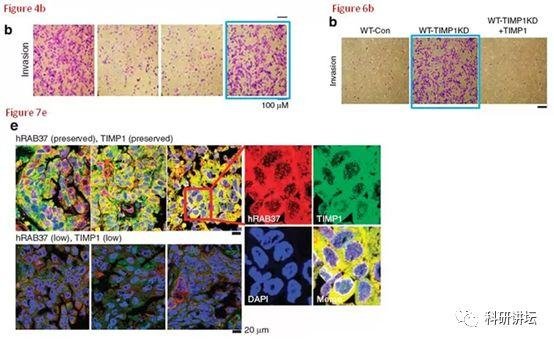 肿瘤学领域科学家杨慕华 5 篇论文被举报造假
