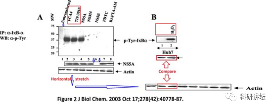 著名肝炎领域专家 Gulam Waris 连续 5 篇文章被撤稿