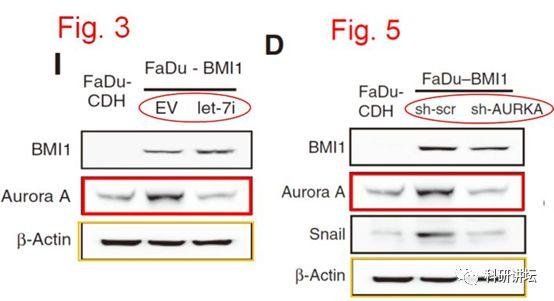 肿瘤学领域科学家杨慕华 5 篇论文被举报造假
