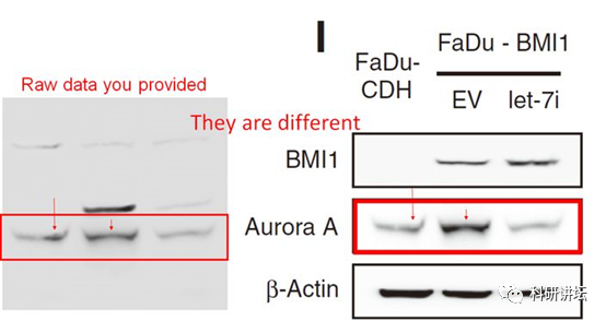肿瘤学领域科学家杨慕华 5 篇论文被举报造假