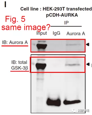 肿瘤学领域科学家杨慕华 5 篇论文被举报造假