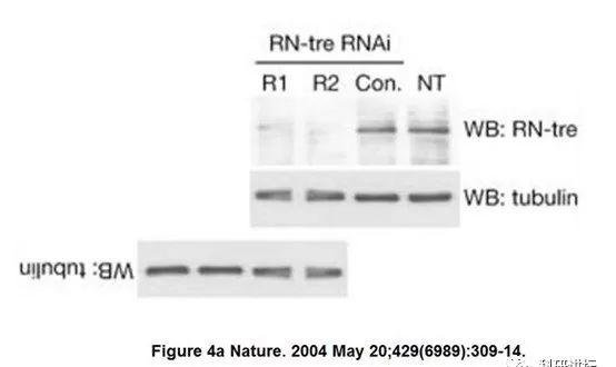 Pier Paolo Di Fiore 教授多篇论文涉嫌学术不端，包括 4 篇 nature