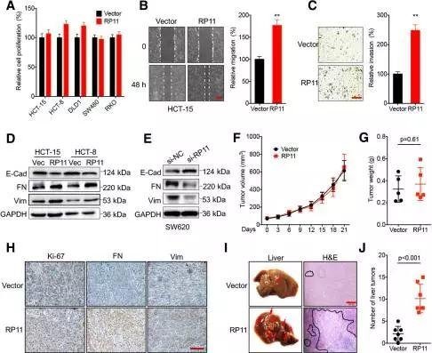 2019 年国自然两个热点研究方向（m6A、lncRNA）