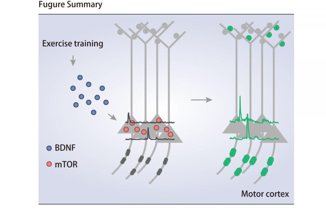 张力、苏国辉团队发现运动改善学习记忆的关键机制（IF=12.8）