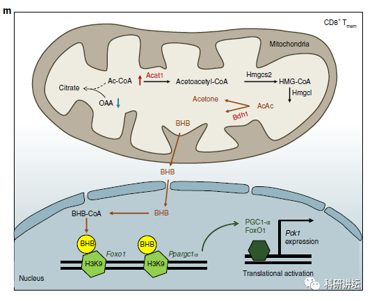 华中科技大学黄波教授评上长江和杰青后再次在顶级期刊上发表论文