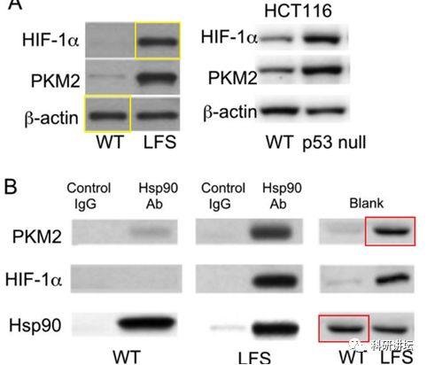 Andrew J Dannenberg 研究团队又有 9 篇 SCI 论文被撤稿