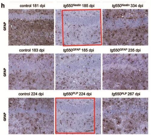 瑞士苏黎世大学医学院 Adriano Aguzzi 教授 9 篇论文涉嫌学术不端