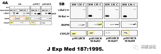 托马斯杰弗逊大学 Bruno Calabretta 教授被曝十余篇论文造假