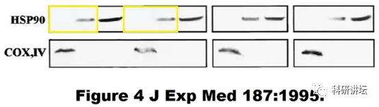 托马斯杰弗逊大学 Bruno Calabretta 教授被曝十余篇论文造假
