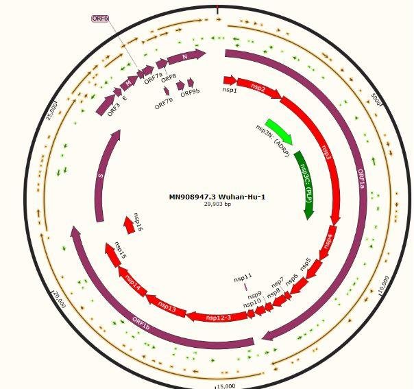 山东大学王培会组无偿提供新冠病毒和 SARS 所有编码基因的表达载体