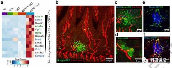 论文被撤稿后 Dan R. Littman 教授又连发两篇 Nature