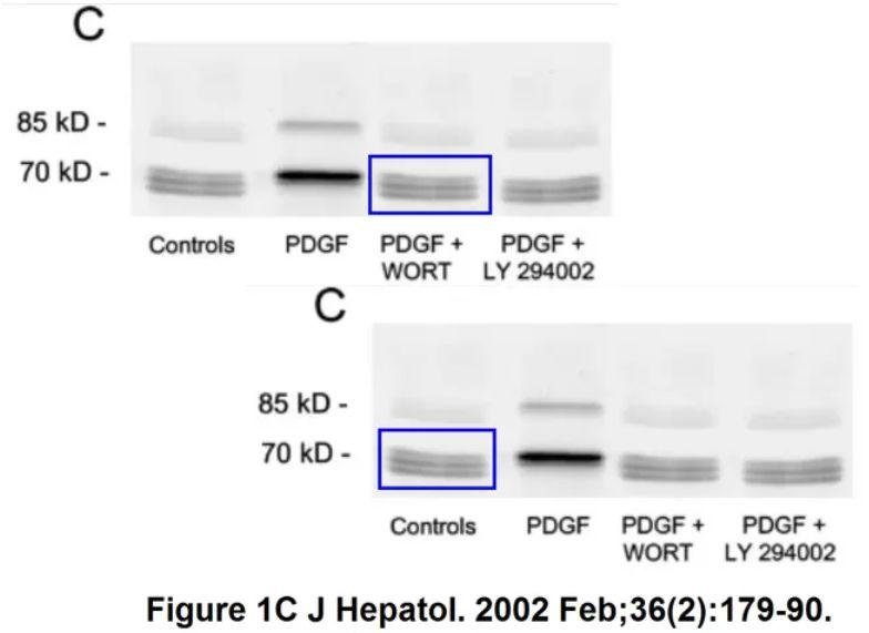 Antonio Benedetti 教授 37 篇署名文章被质疑学术不端