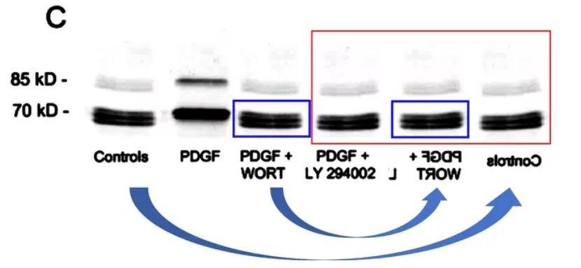 Antonio Benedetti 教授 37 篇署名文章被质疑学术不端