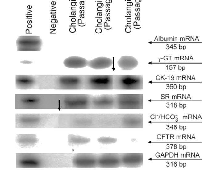 Antonio Benedetti 教授 37 篇署名文章被质疑学术不端