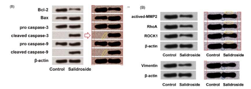 中国论文工厂再曝丑闻 有医生发邮件请求不要再报道