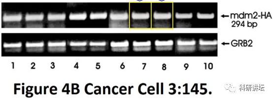 托马斯杰弗逊大学 Bruno Calabretta 教授被曝十余篇论文造假