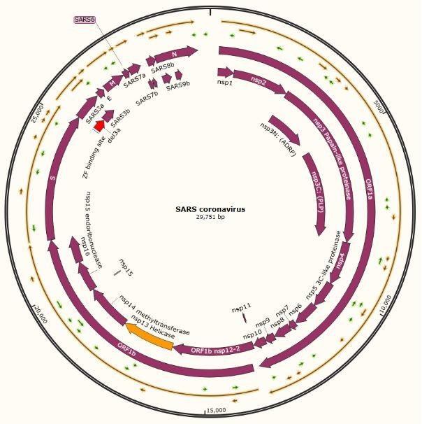 山东大学王培会组无偿提供新冠病毒和 SARS 所有编码基因的表达载体